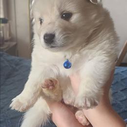 Beast - White male American Eskimo Dog puppy in Grants Pass, Oregon from SnH Eskies