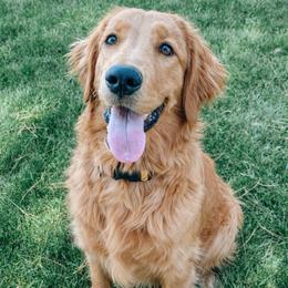 Missy - Golden Retriever