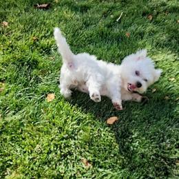 Thistle - West Highland White Terrier