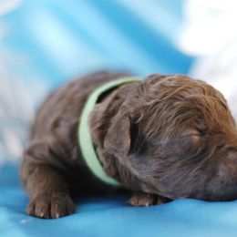 Lagotto Romagnolo Puppies from Morena