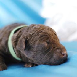 Lagotto Romagnolo Puppies from Morena