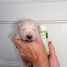 Boy 4 Light Green - Light golden male Golden Retriever puppy in Mc Minnville, Tennessee from Wishaw Whisky Golden Retrievers