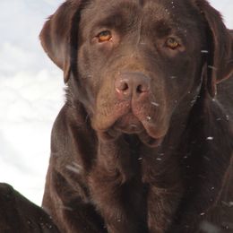 Zen - Labrador Retriever