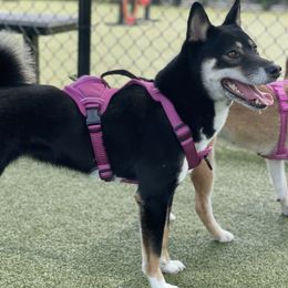Negra - Shiba Inu