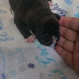Girl 4 - Brindle female Boxer puppy in Temple, Georgia from B&B Boxers