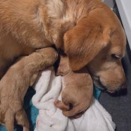 Labrador Retriever puppies from Valley Creek Dog Boarding and Training
