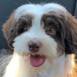 Whiskey. Akc - Yorkshire Terrier