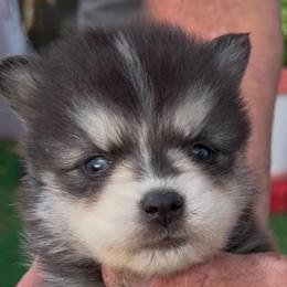 Onyx - Silver and white male Pomsky puppy in Spring Hill, Florida from PDQ Pomskies