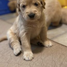 Golden Retriever Puppies from Martinez Desert Goldens