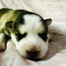Pomsky Puppies from Oceanway Pomskies