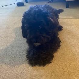 Rain - Bernedoodle