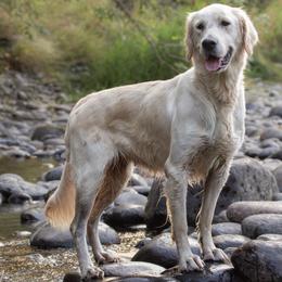 Andee - Golden Retriever