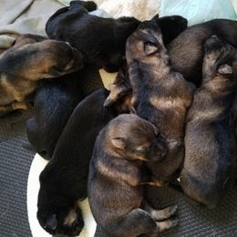 German Shepherd Puppies from Patriot Shepherds