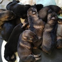 German Shepherd Puppies from Patriot Shepherds