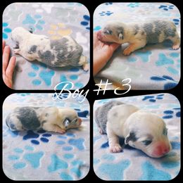 Boy 3 - Blue merle and white male American Corgi puppy in Natchitoches. La, Louisiana from Bleu Bayou Corgis