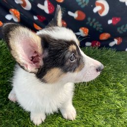 Pop - Black and white male American Corgi puppy in Hueytown, Alabama from AAA Corgis
