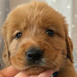 GREEN COLLARED MALE - Golden Retriever puppy from Hogarth's Kennel Haven