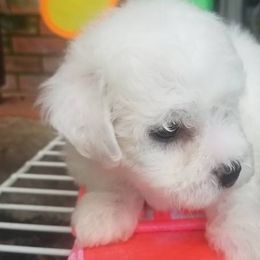 Bichon Frises from Catherine's Bichon Frise