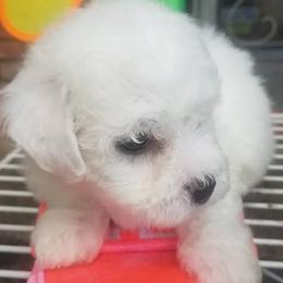 Bichon Frises from Catherine's Bichon Frise