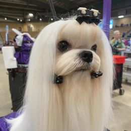 Rocky - Maltese