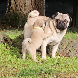 Gus - Pug
