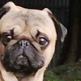 Gus - Pug