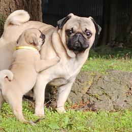 Gus - Pug
