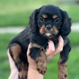 Pink ribbon - Black and tan female Cavalier King Charles Spaniel puppy in Graysville, Tennessee from Country Goldens and Mountain Top Cavaliers