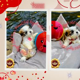 Shih Tzu Puppies from C&E Royal Shih Tzu