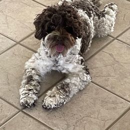 Blaze - Australian Labradoodle