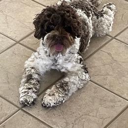 Blaze - Australian Labradoodle