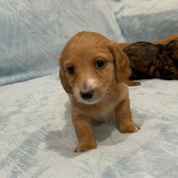 Taffy - AKC - Cream female Dachshund puppy in Gainesville, Texas from Diamond B Doxies