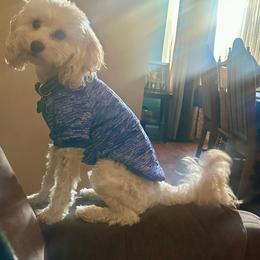 Max - Cavapoo
