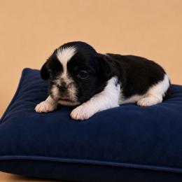 Rayna - Black and white female Shih Tzu puppy in Abilene, Texas from L&L Euro Boxers and Small Town Shih Tzus
