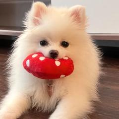 Pomeranians from My Baby Poms