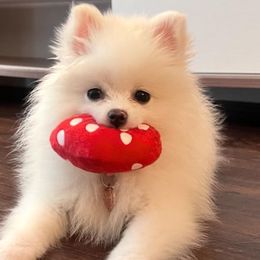 Pomeranians from My Baby Poms