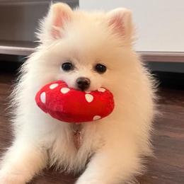 Pomeranians from My Baby Poms