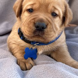 Boy - Blue Collar - Yellow male Labrador Retriever puppy in Beaverdam, Virginia from Gold Heart Labradors