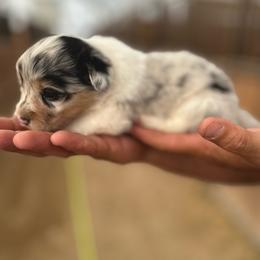 Daffodil - Blue merle and white female American Corgi puppy in Bayard, Nebraska from Puppies by Alies