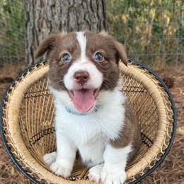 Teal Collar - Liver and white female American Corgi puppy in Nashville, Arkansas from Whisenhunt Farms