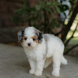 Tecca - female Australian Mountain Doodle puppy in Dalton, Ohio from Haven Doodles