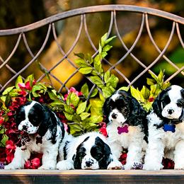 Cocker Spaniel Puppies from Cuttin Blue Farms