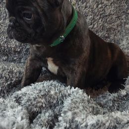 French Bulldog Puppies from Absolute Frenchie Connection