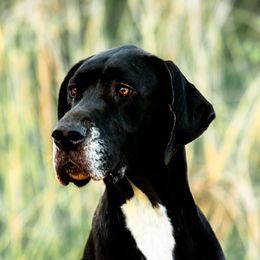 Great Danes from 5T Danes