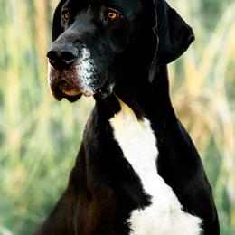 Great Danes from 5T Danes