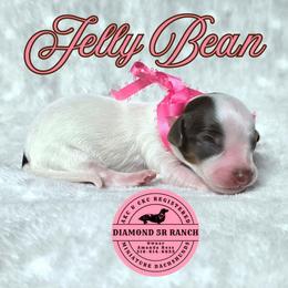 JELLY BEAN - Piebald female Dachshund puppy in Columbia, Louisiana from Diamond 5R Ranch AKC & CKC Miniature Dachshunds