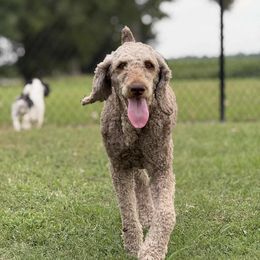 Kona - Poodle