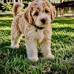 Green Collar - Cream male Aussiedoodle puppy in Albertville, Alabama from Home Sweet Home Doodles LLC