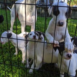 Whippet Puppies from Copestone Whippets