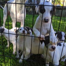 Whippet Puppies from Copestone Whippets